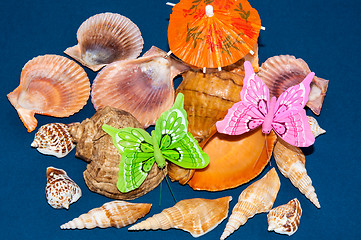 Image showing The shells of marine animals