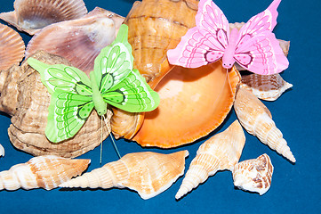 Image showing The shells of marine animals