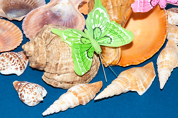 Image showing The shells of marine animals