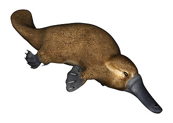 Image showing Platypus