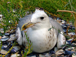 Image showing The seagull has a rest on a beach in seaweed