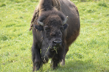 Image showing Buffalo