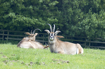 Image showing Roan antelope