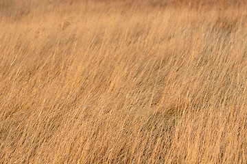 Image showing dried yellow grass