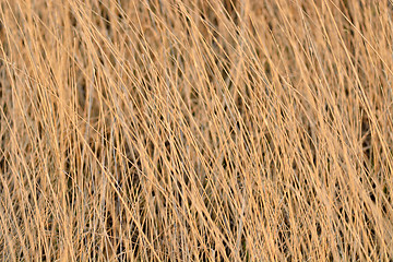 Image showing dried yellow grass