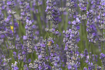 Image showing A bee Enjoying Lavender Plant