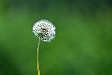 Image showing Dandelion