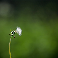 Image showing Blown Dandelion Head in a Field