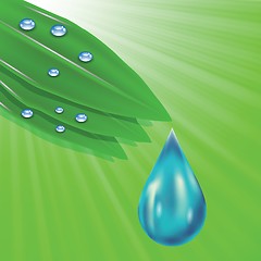 Image showing green leaves and water drops