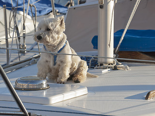 Image showing Westie on sailing boat