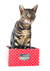 Image showing bengal cat