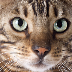 Image showing bengal cat