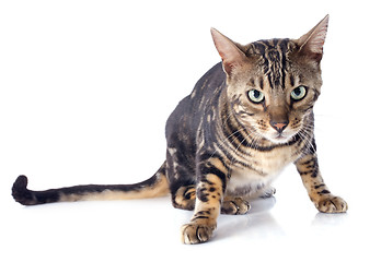 Image showing bengal cat