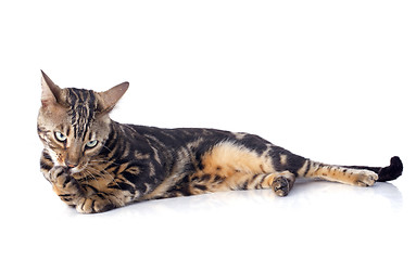 Image showing bengal cat