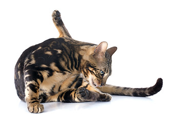 Image showing bengal cat