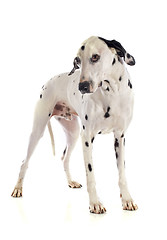 Image showing dalmatian