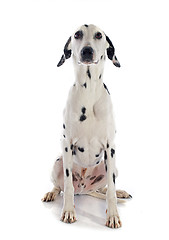 Image showing dalmatian