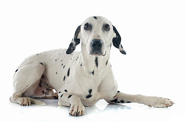 Image showing dalmatian