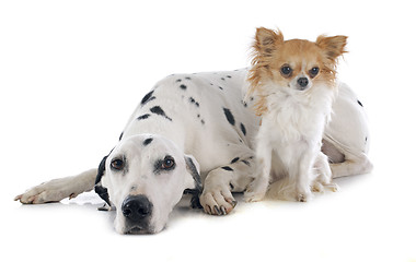 Image showing dalmatian and chihuahua