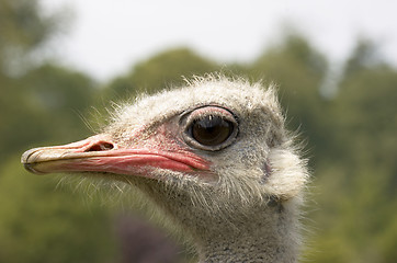 Image showing Ostrich