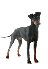 Image showing Manchester terrier