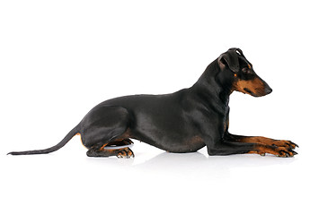 Image showing Manchester terrier