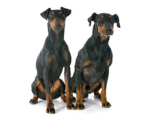 Image showing Manchester terriers