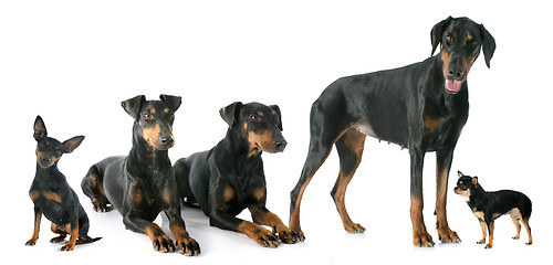 Image showing black dogs