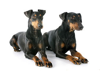 Image showing Manchester terriers
