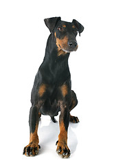 Image showing Manchester terrier