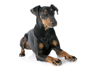 Image showing Manchester terrier