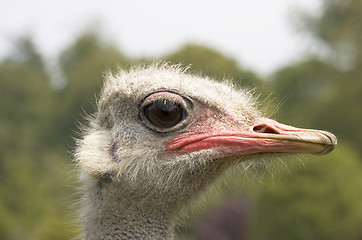 Image showing Ostrich