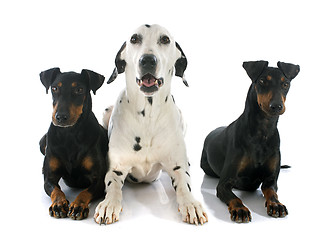 Image showing Manchester terriers and dalmatian