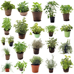 Image showing aromatic herbs