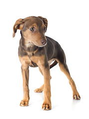 Image showing mix breed doberman