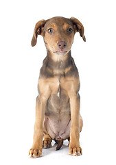 Image showing mix breed doberman