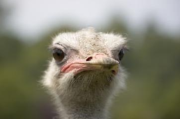 Image showing Ostrich