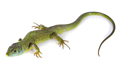 Image showing Lacerta Bilineata