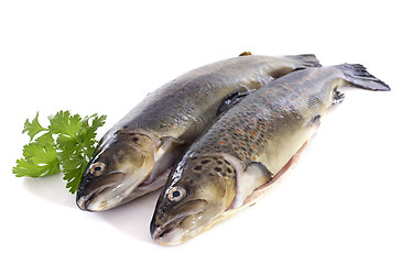 Image showing Brown trouts