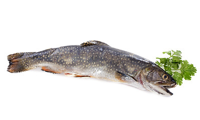 Image showing Brook trout
