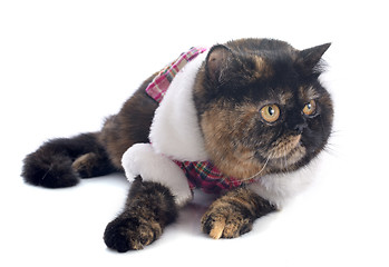 Image showing dressed exotic shorthair cat