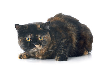 Image showing exotic shorthair cat