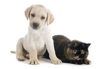 Image showing exotic shorthair cat and puppy 