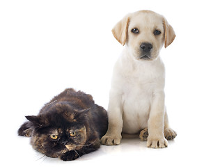 Image showing exotic shorthair cat and puppy 