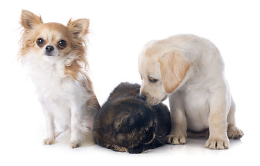 Image showing exotic shorthair cat and dogs