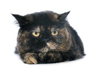 Image showing exotic shorthair cat
