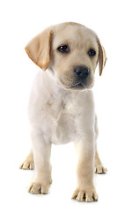 Image showing puppy labrador retriever