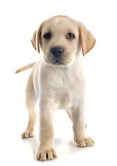 Image showing puppy labrador retriever