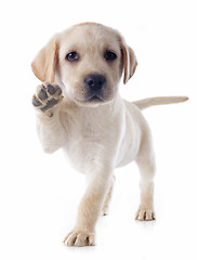 Image showing puppy labrador retriever