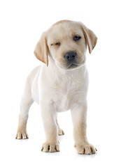 Image showing puppy labrador retriever